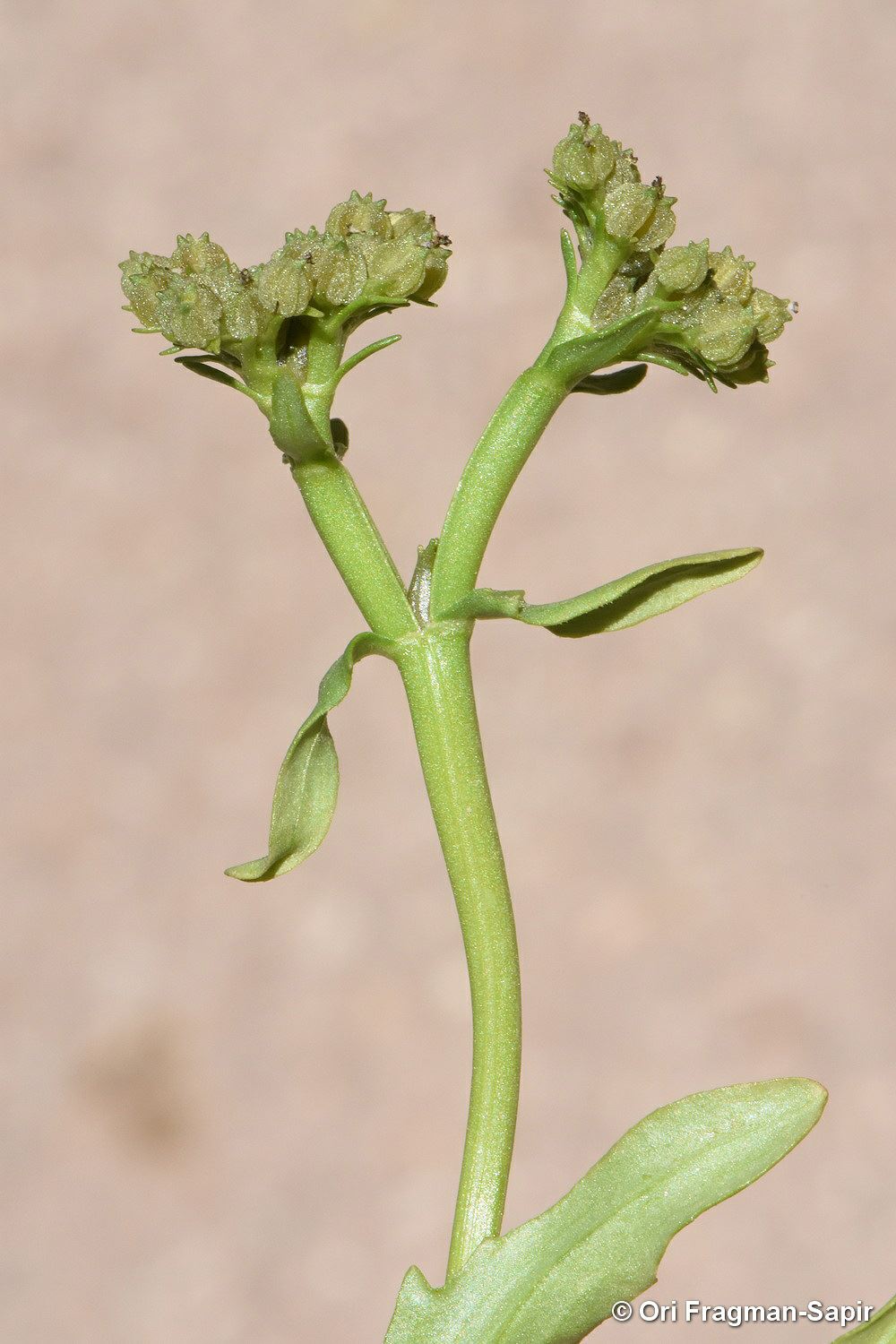 Valerianella orientalis - Oriental Cornsalad, ולריינית מזרחית, ולריינית מזרחית