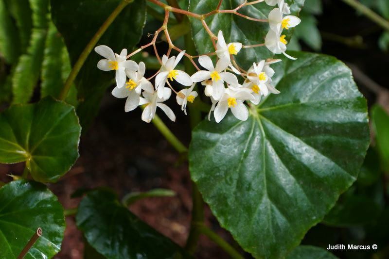Begonia odorata 'Alba'