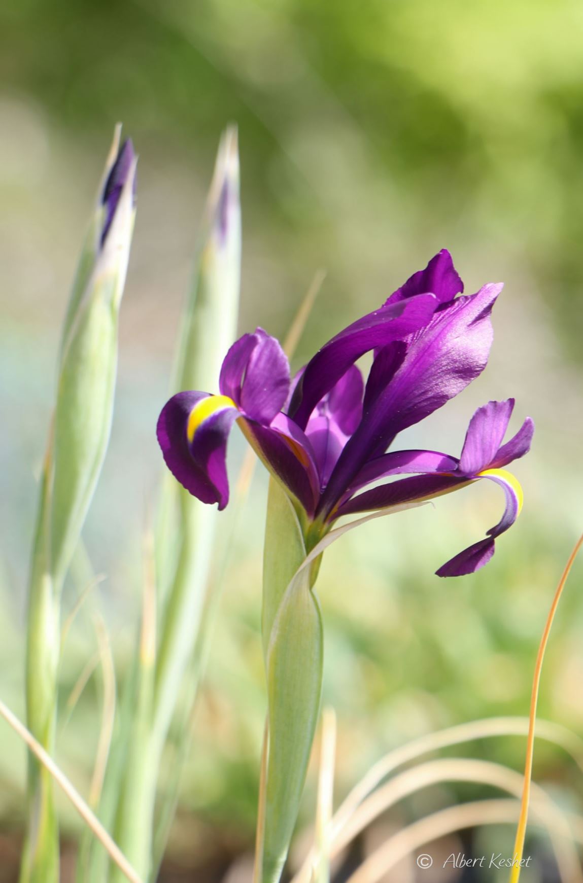Iris filifolia