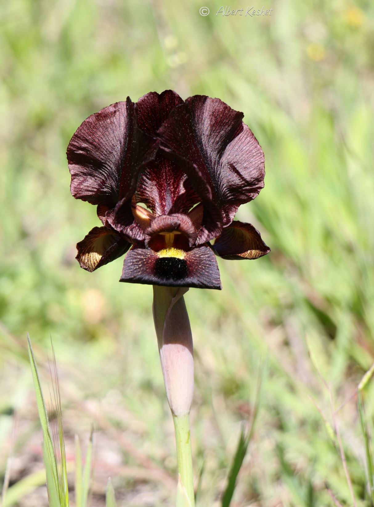Iris atropurpurea - איריס הארגמן, Dark-purple Iris