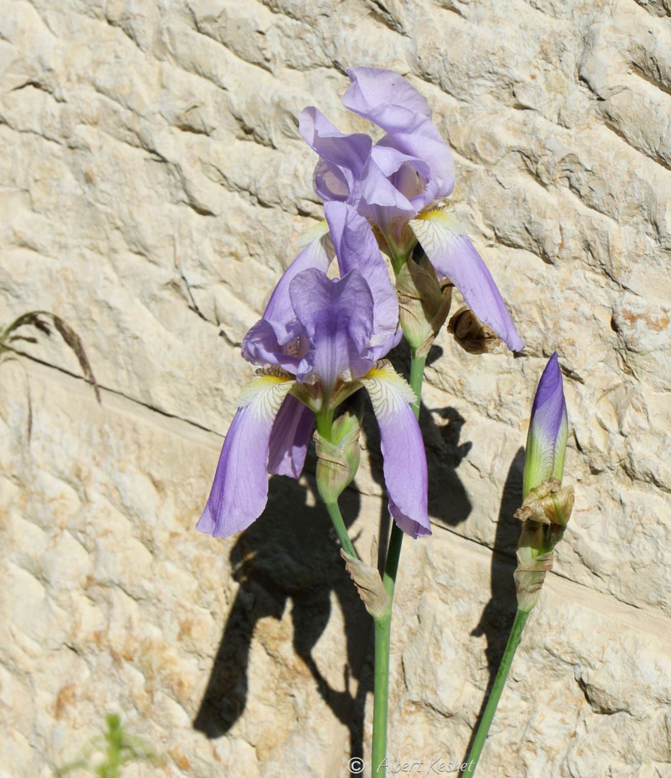 Iris mesopotamica - Mesophotamian Iris, איריס ארם-נהרים, איריס ארם-נהריים