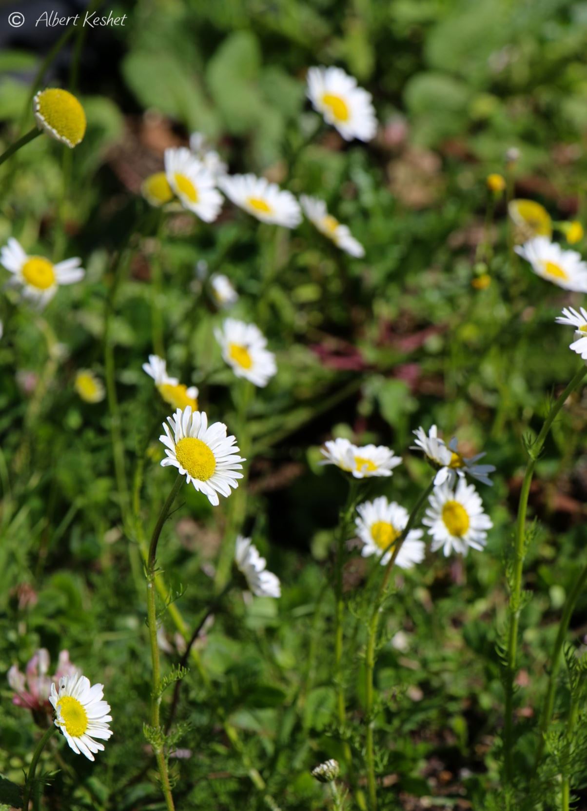 Tripleurospermum oreades