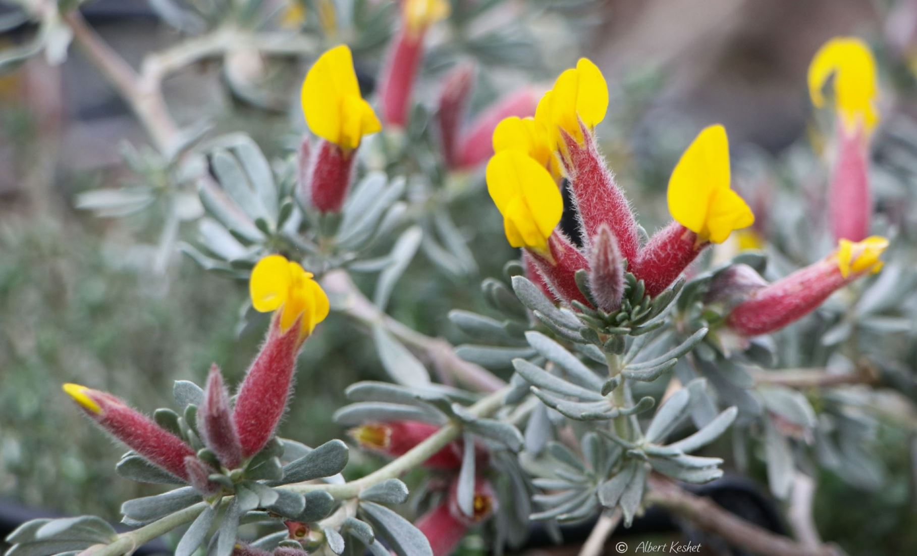 Cytisopsis pseudocytisus - אכסף מבריק