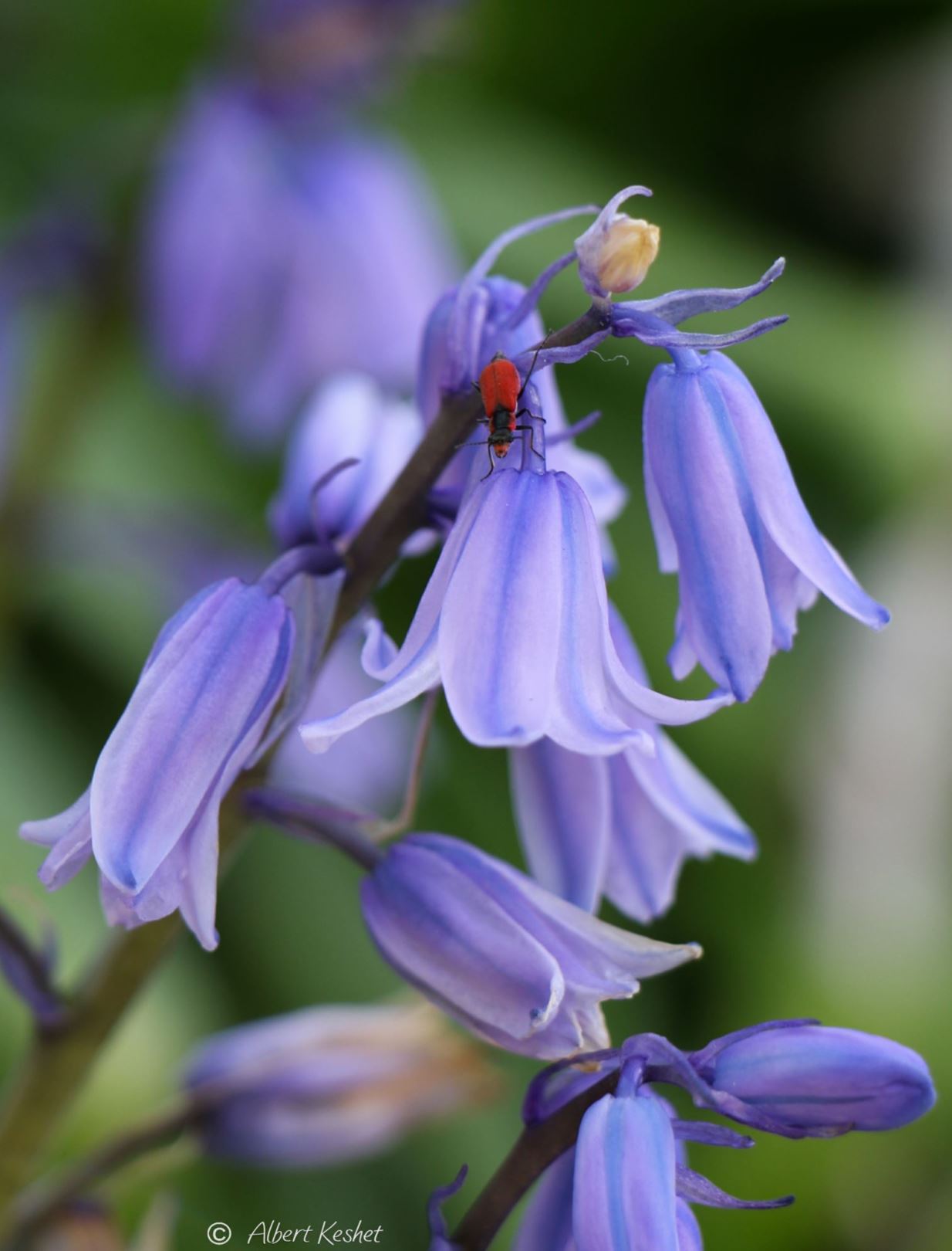 Hyacinthoides hispanica - Spanish Bluebell, Wood Hyacinth, בן-יקינתון ספרדי, בן-יקינתון ספרדי (בן-חצב פעמוני)