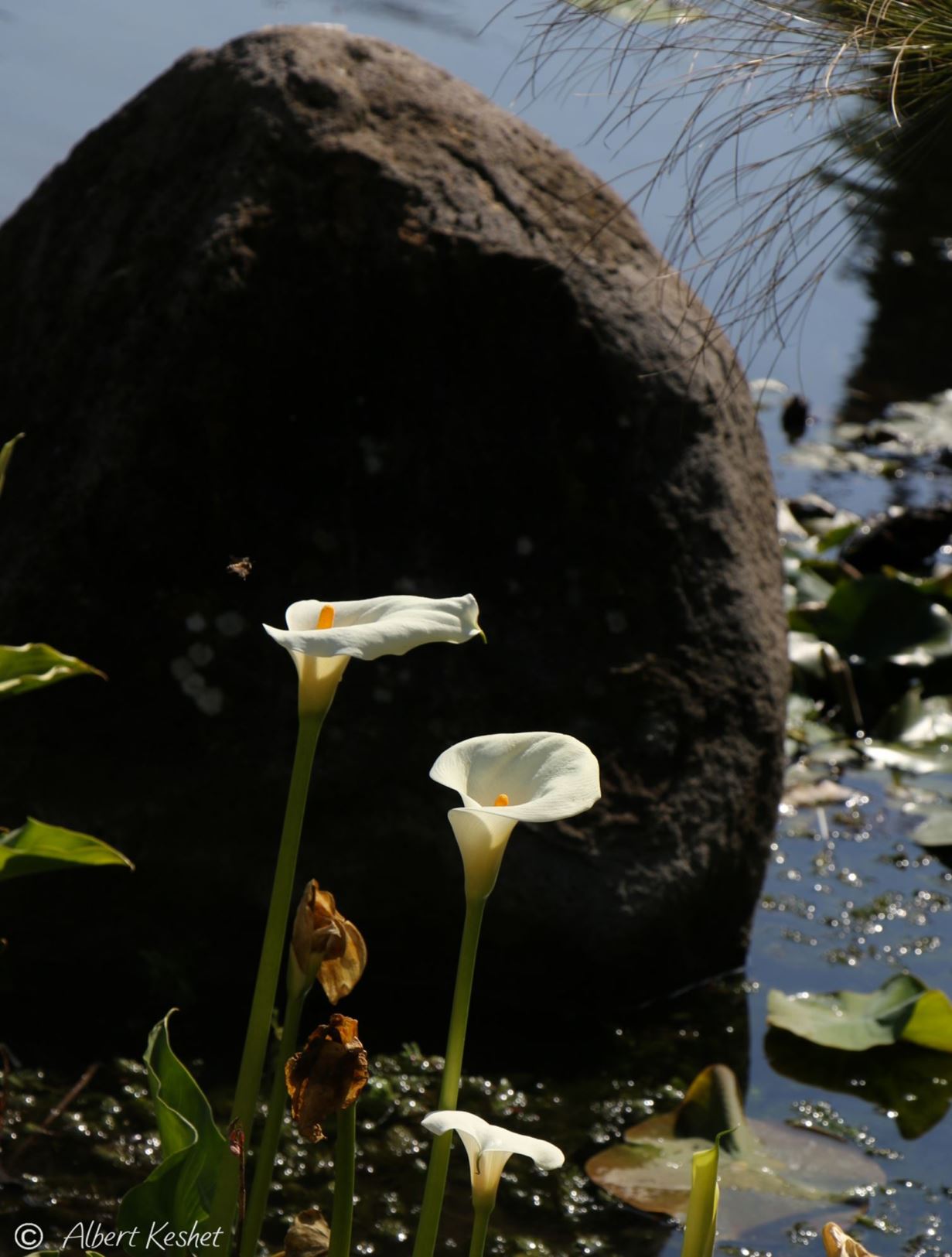 Zantedeschia aethiopica