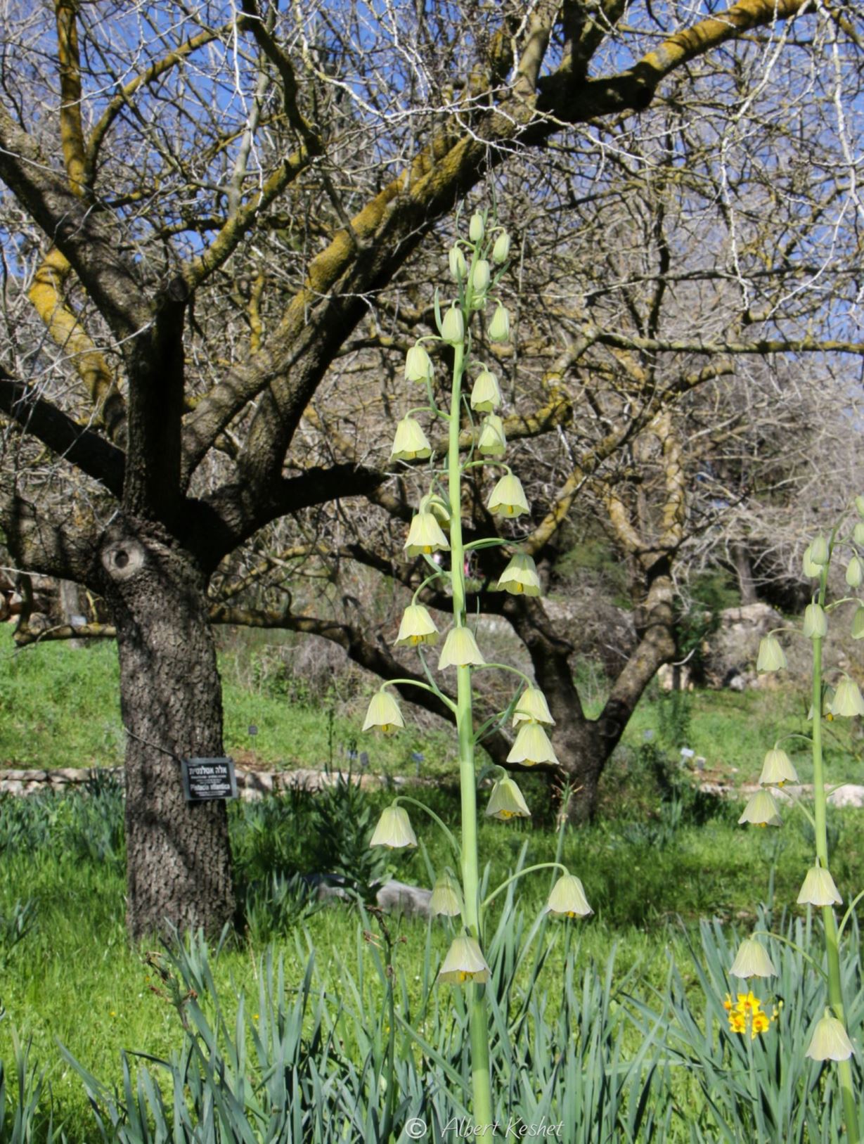 Fritillaria persica - Persian Fritillary, Lebanon Fritillary, גביעונית הלבנון, גביעונית הלבנון