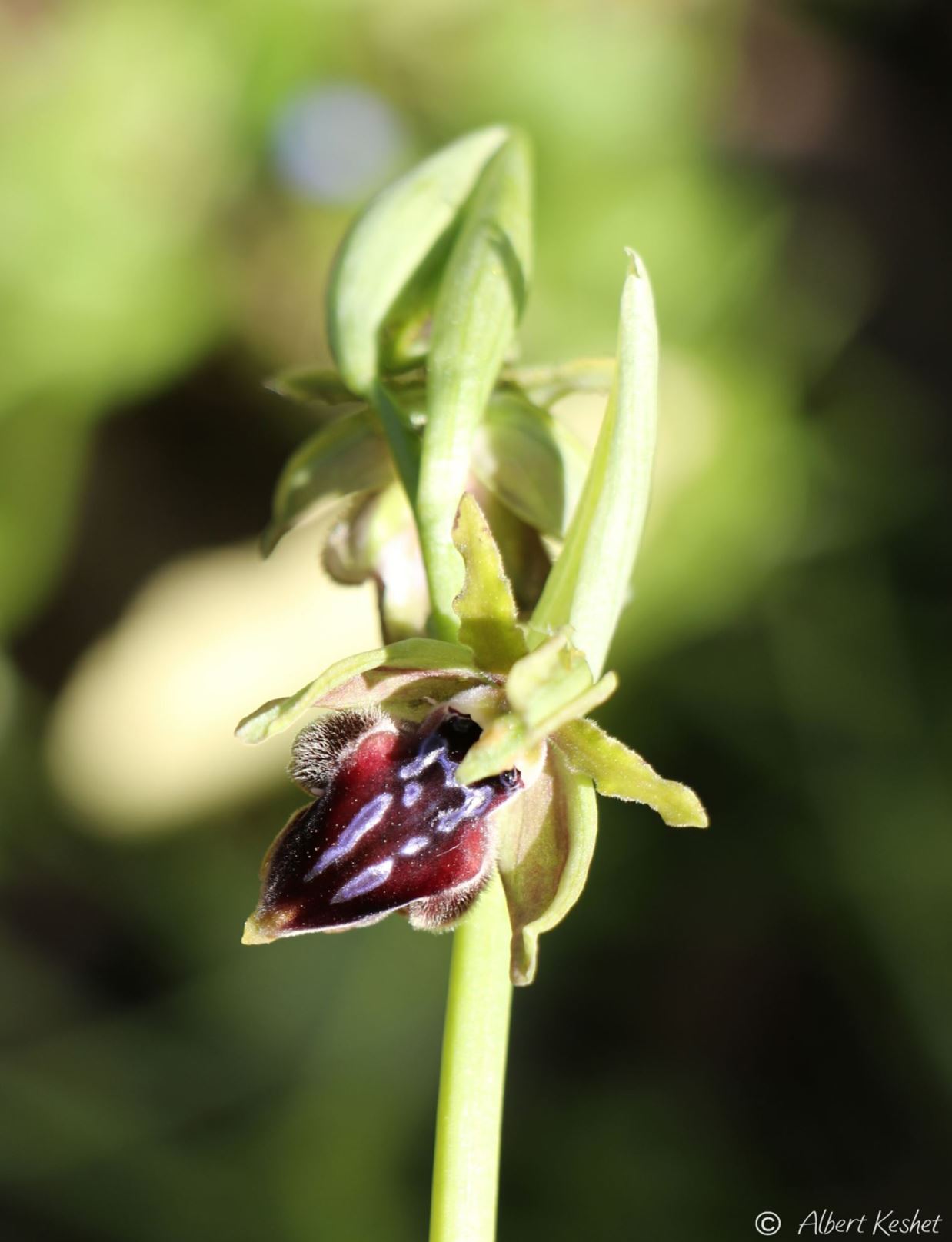 Ophrys sphegodes