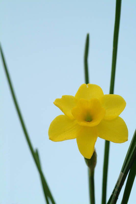 Narcissus rupicola 'Small Flower' - נרקיס הסלעים, נרקיס הסלעים