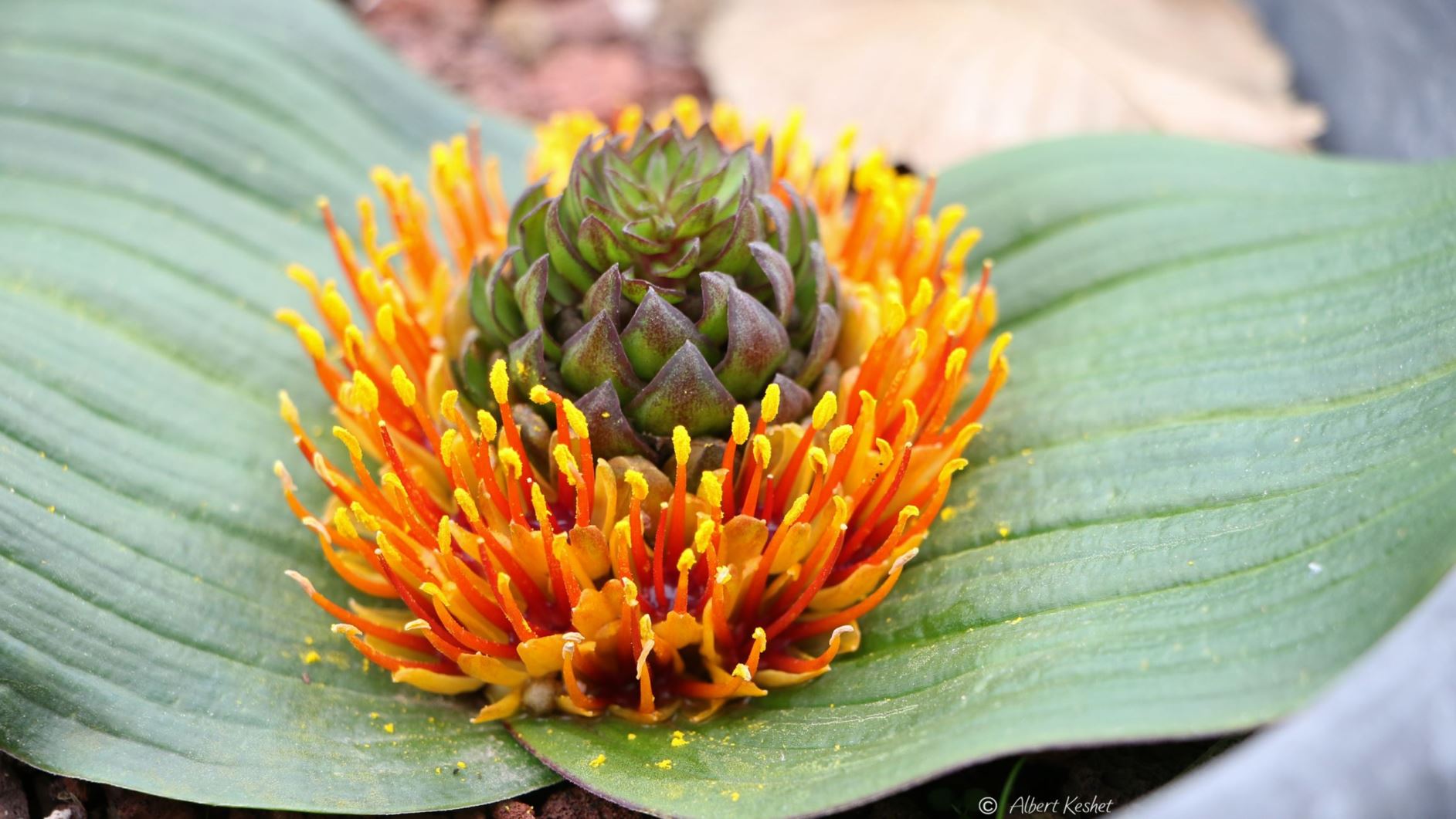 Daubenya marginata - דובניה מלולה, דובניה מלולה