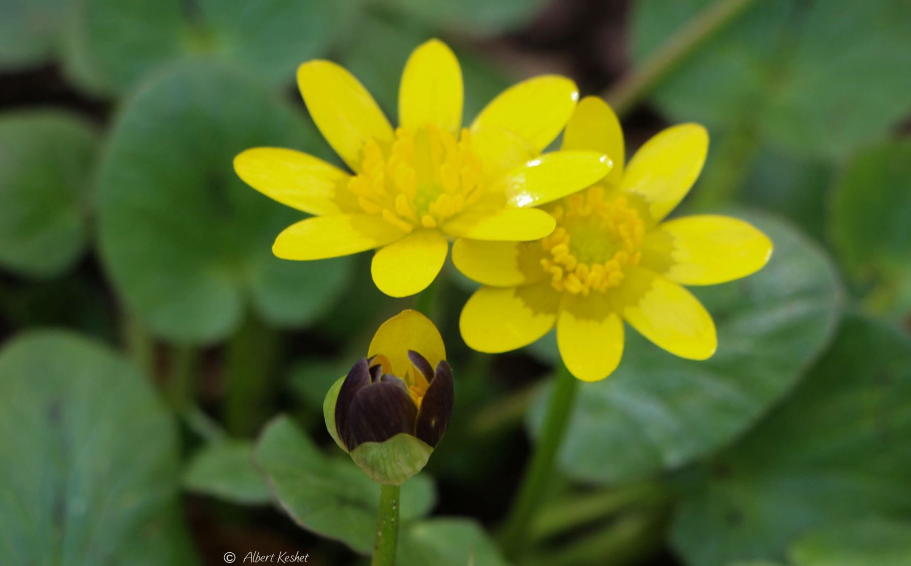 Ficaria verna - Fig Buttercup, Lesser Celandine, נורית הלב, נורית הלב