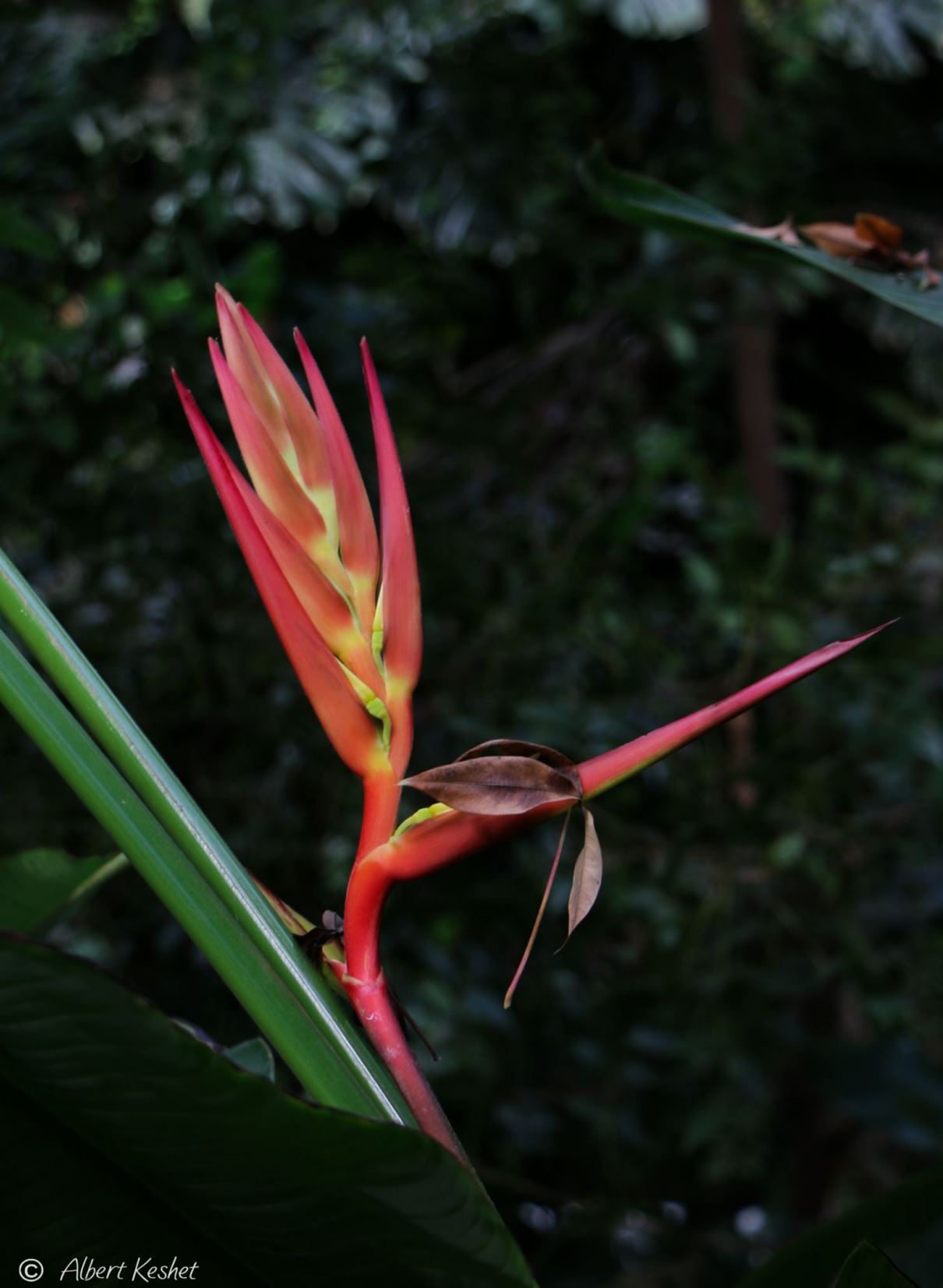 Heliconia sp.