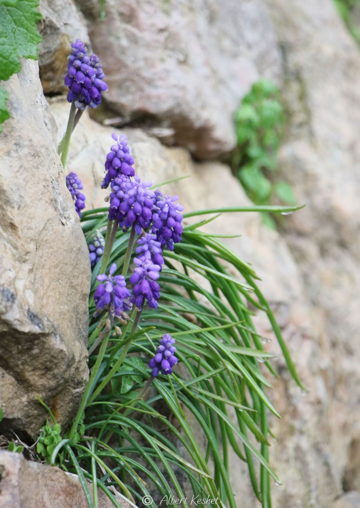 Muscari armeniacum - Armenian Grape Hyacinth, כדן ארמני, כדן ארמני