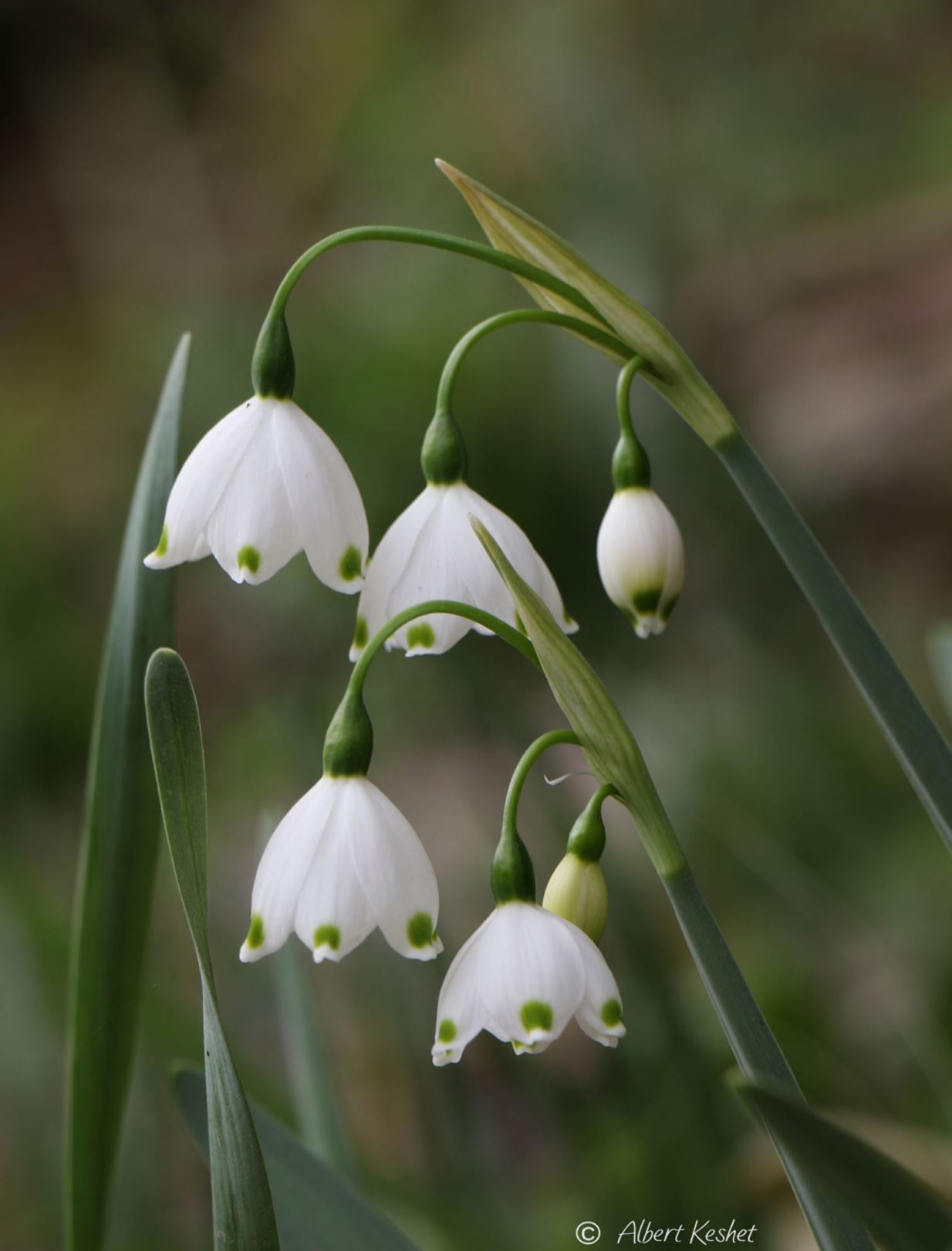 Leucojum aestivum