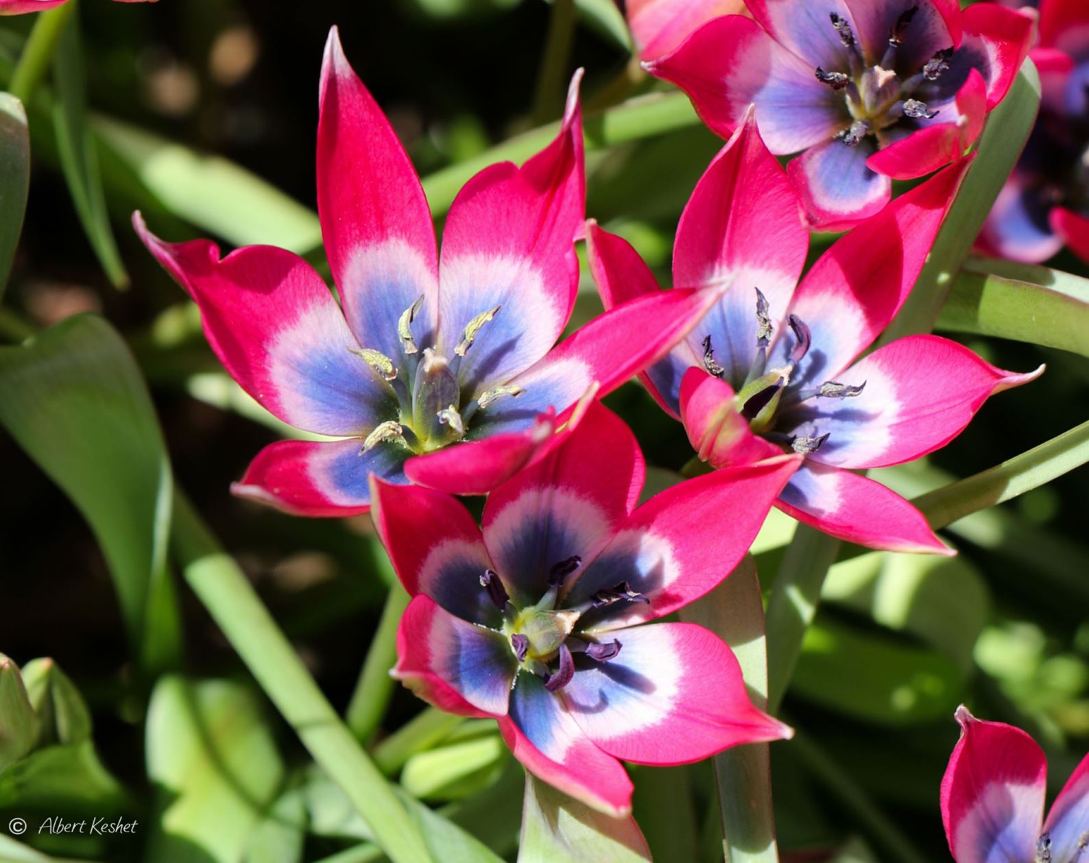 Tulipa humilis 'Little Beauty'