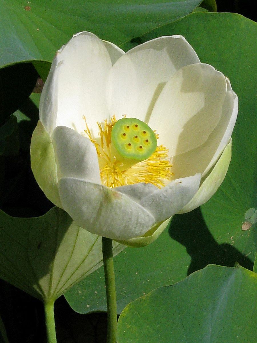Nelumbo nucifera 'Roseum Plenum' - Double Rose Lotus, נלומבו נאה, נלומבו נאה