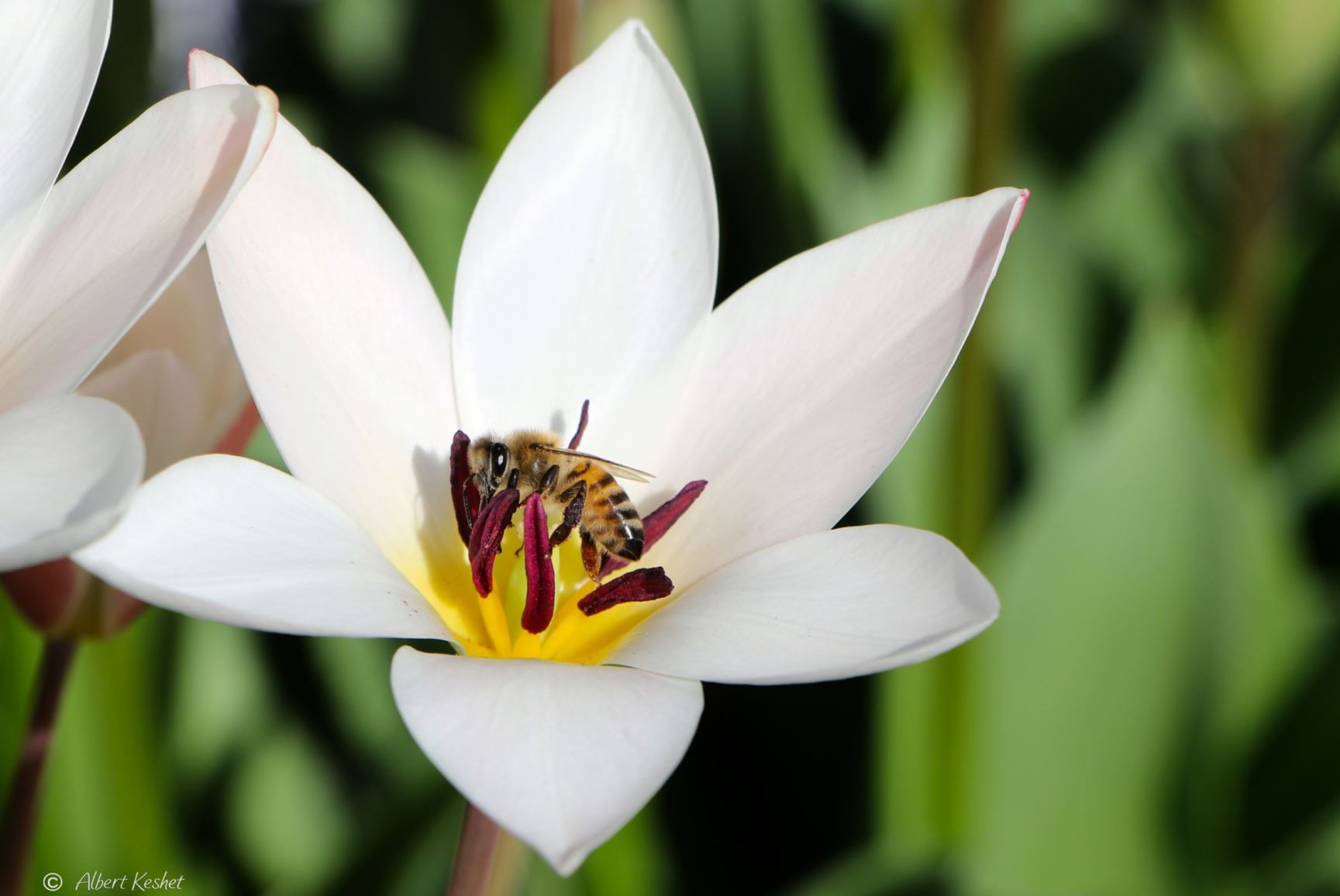 Tulipa clusiana 'Lady Jane'