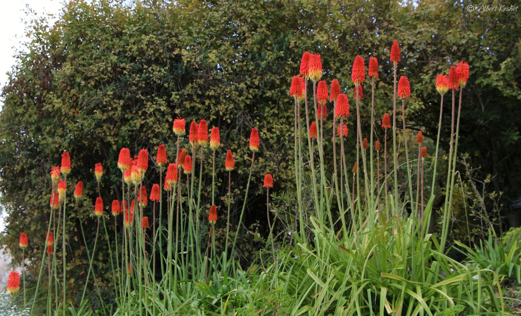 Kniphofia 'Winter Cheer'