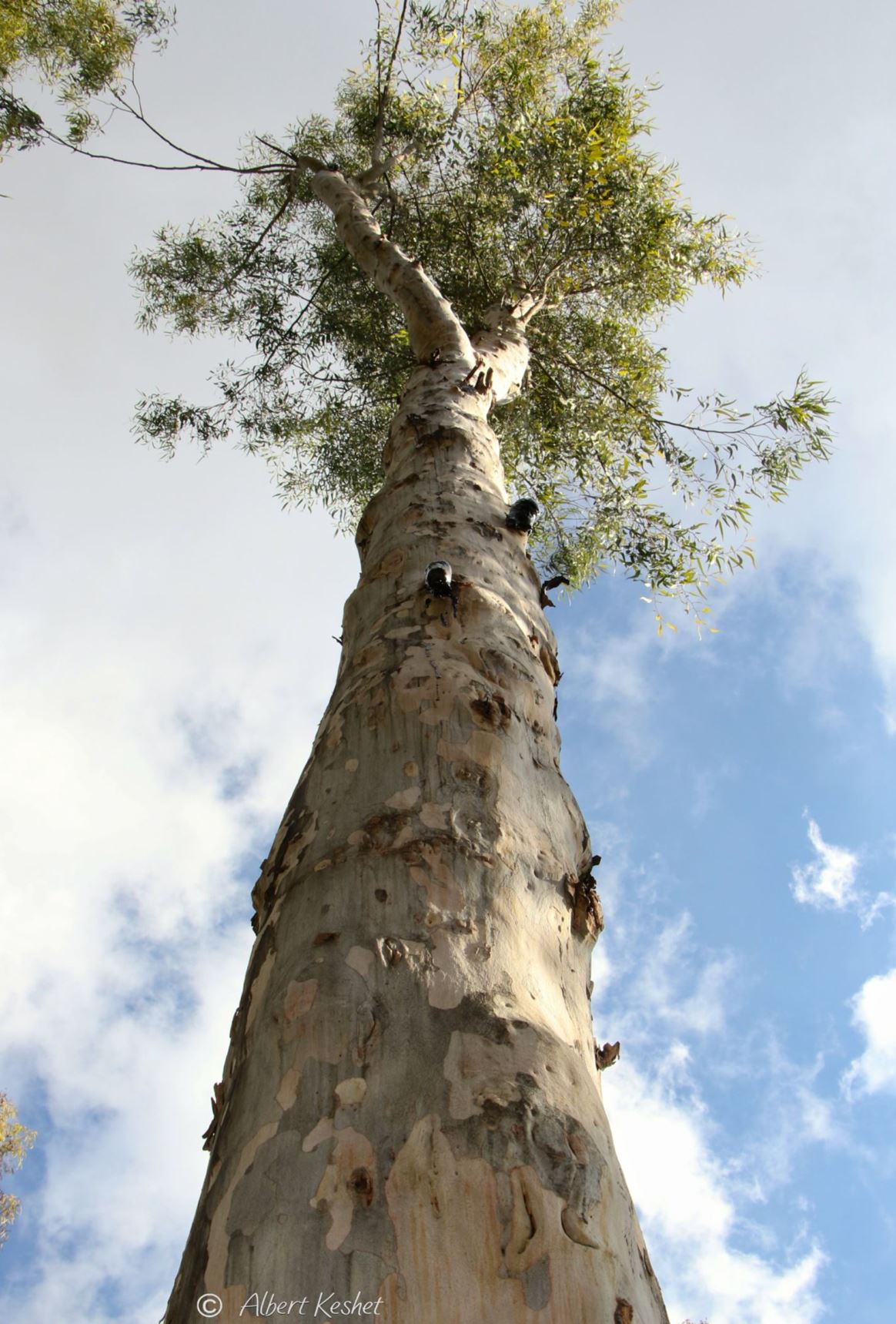 Corymbia citriodora