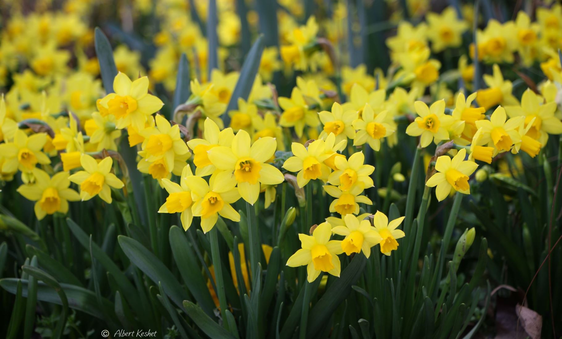 Narcissus 'Tête-à-Tête'