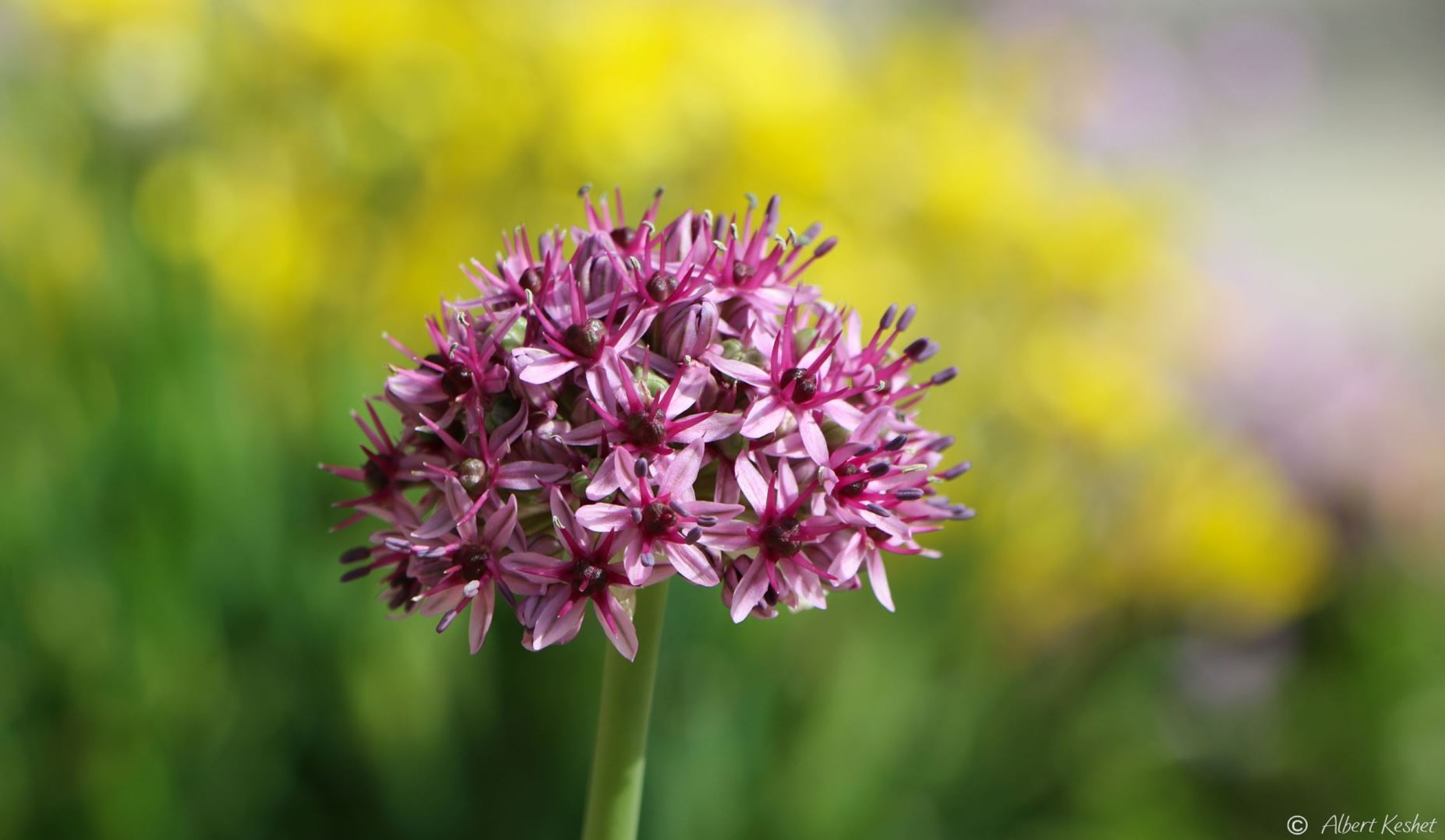 Allium aschersonianum