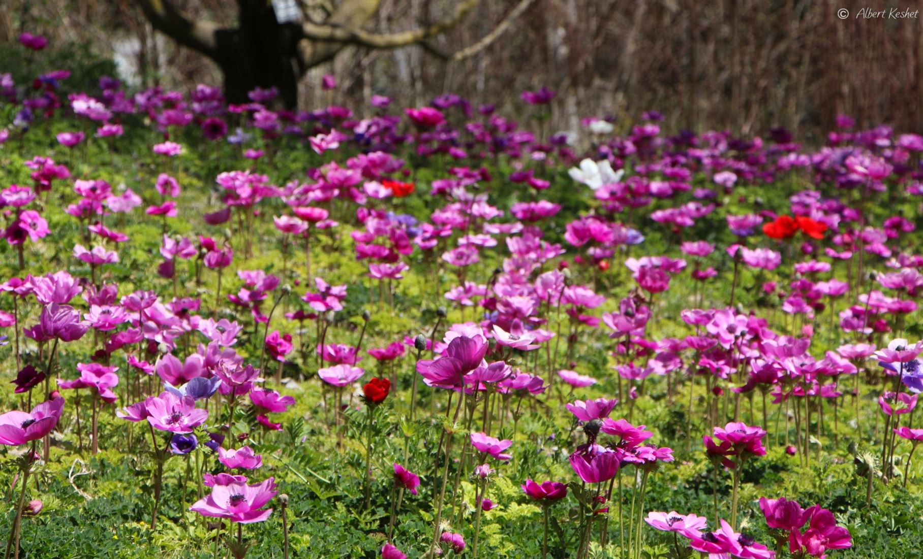 Anemone coronaria 'Sylphide'