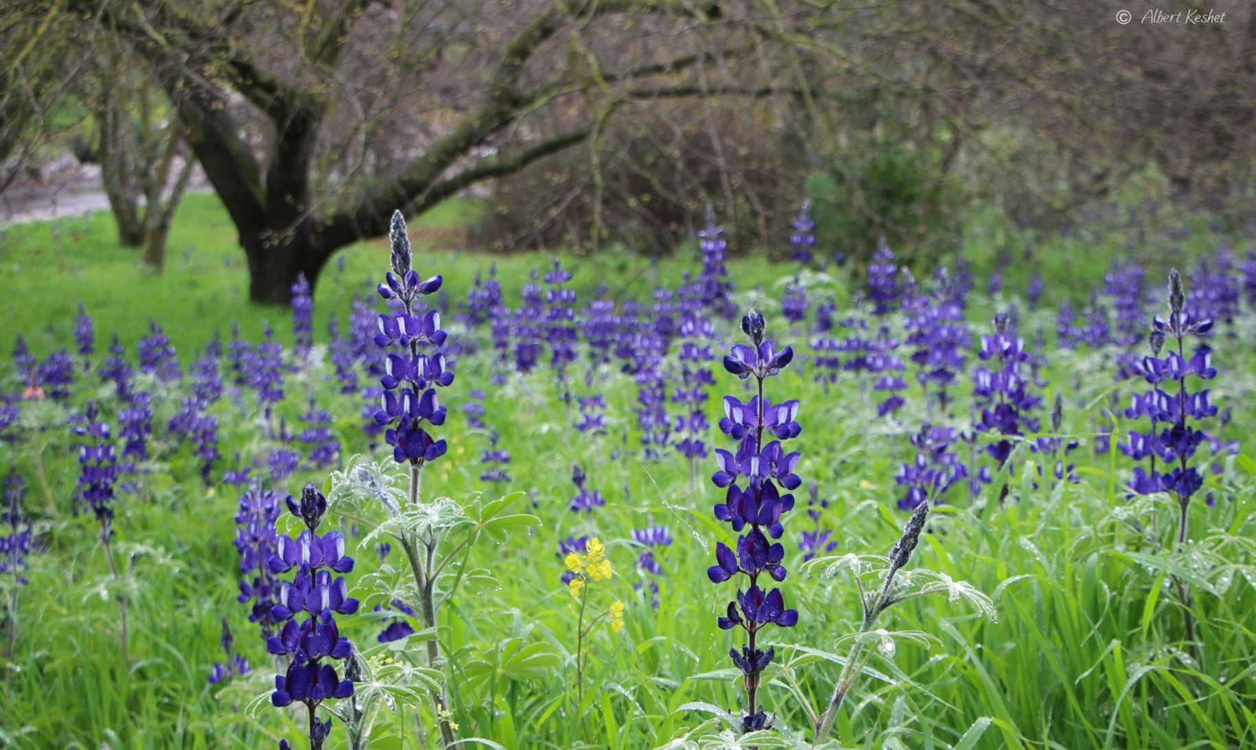 Lupinus pilosus - Blue Lupine, Blue Mountain Lupine, תורמוס ההרים, תורמוס ההרים