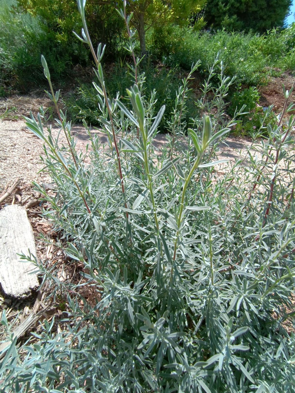 Epilobium canum 'Western Hills'