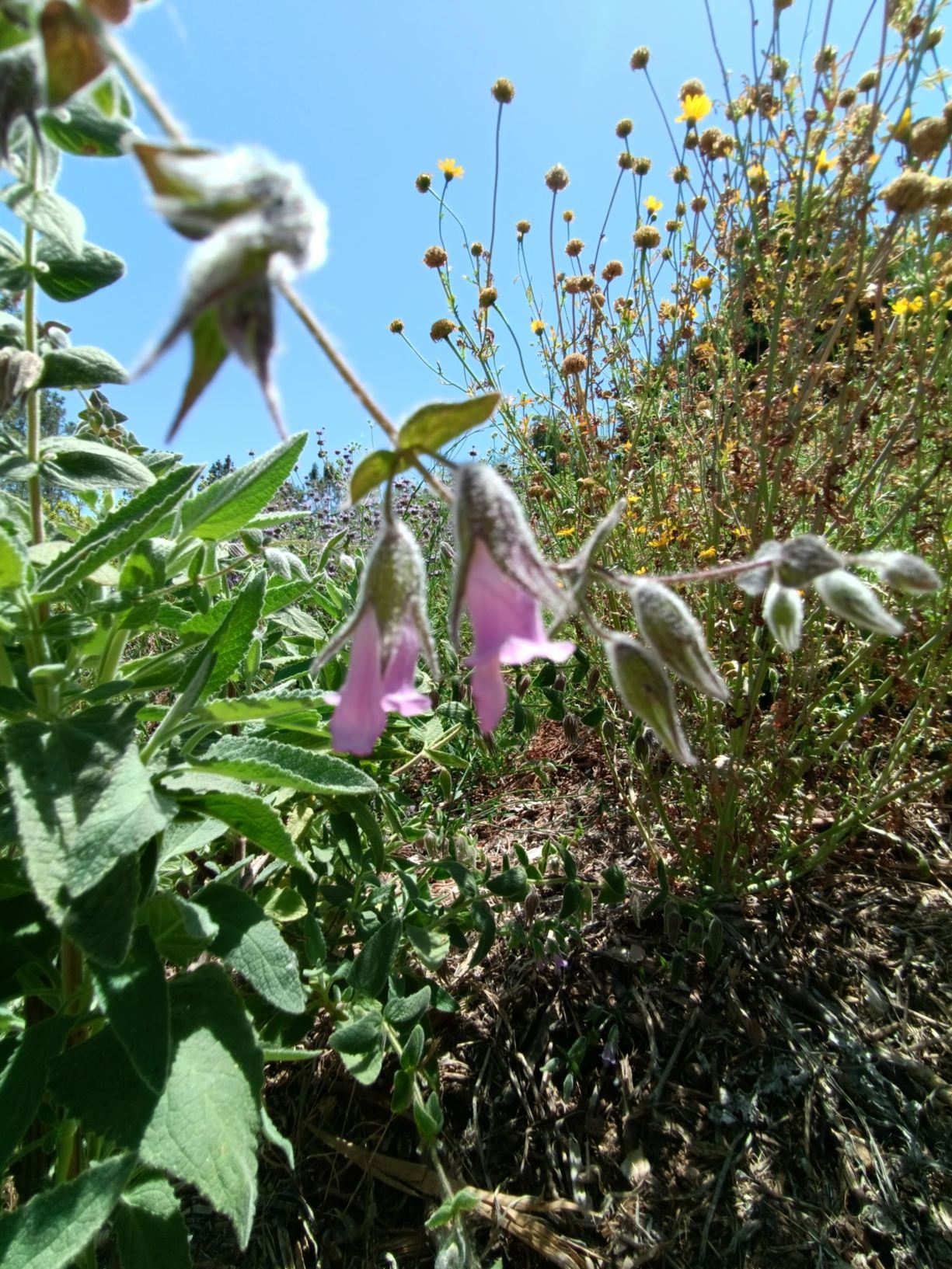 Lepechinia fragrans