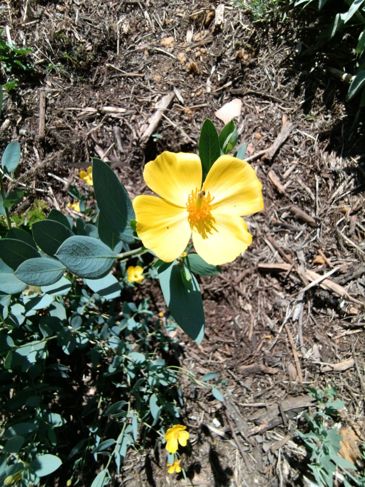 Dendromecon rigida