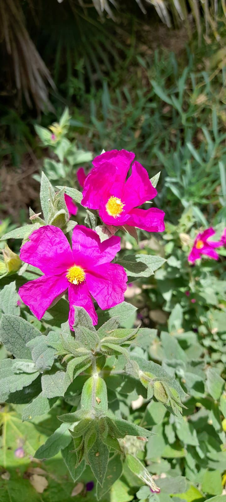 Cistus crispus