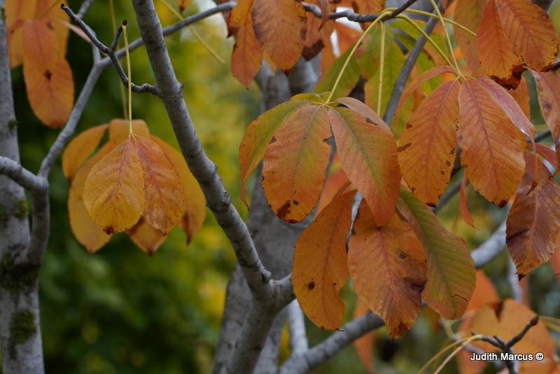 Aesculus × woerlitzensis