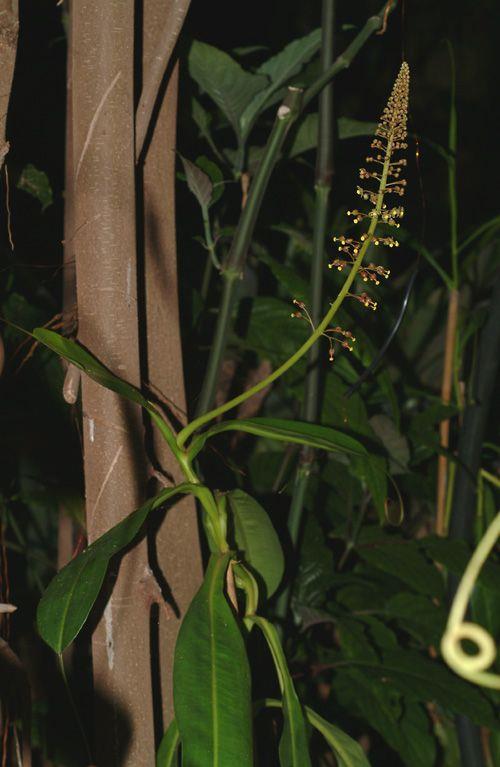 Nepenthes superba