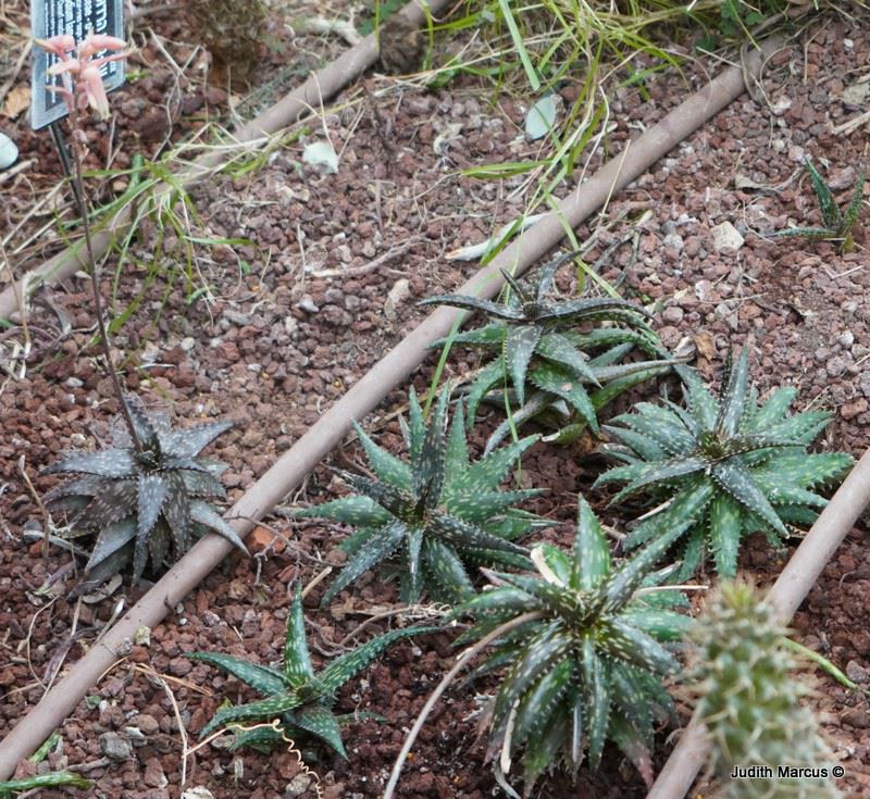 Aloe jucunda (green type)