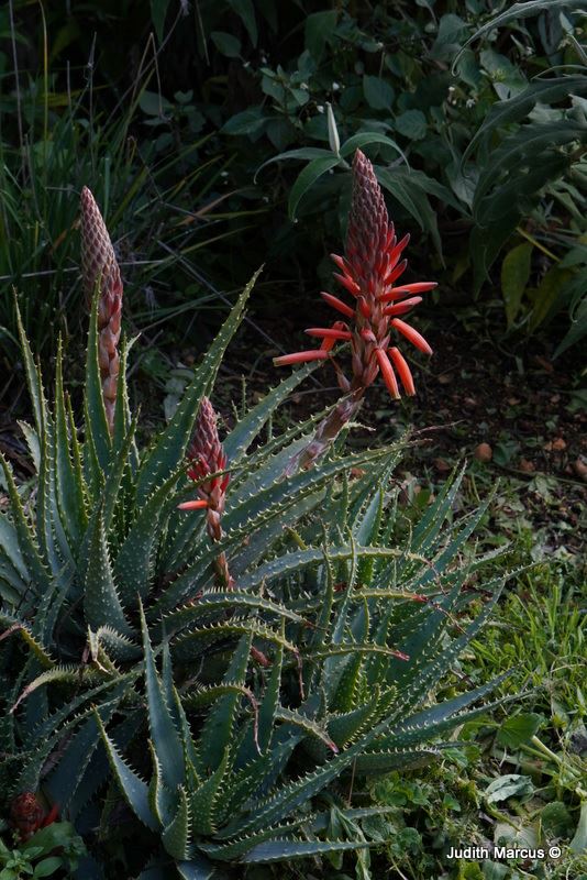 Aloe × spinosissima