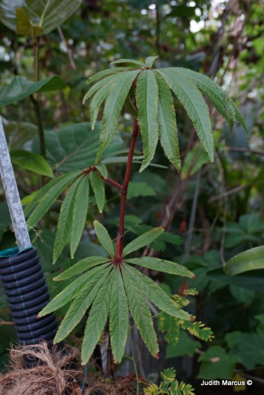 Begonia luxurians