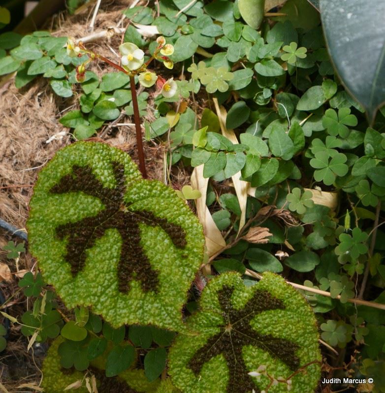 Begonia masoniana