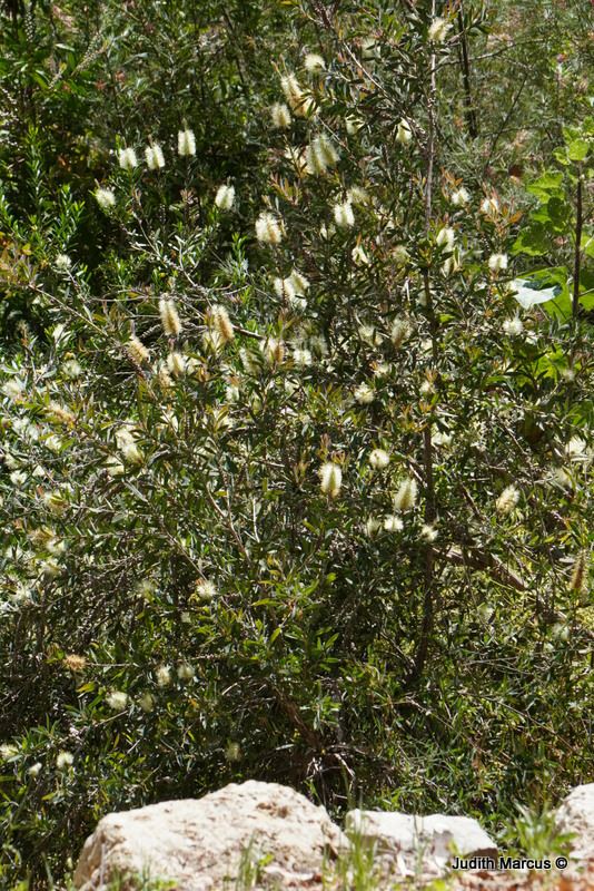 Melaleuca subulata