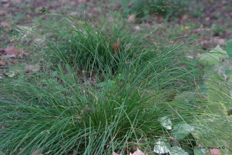 Carex appalachica