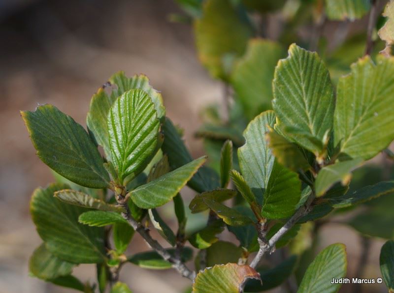 Cercocarpus traskiae