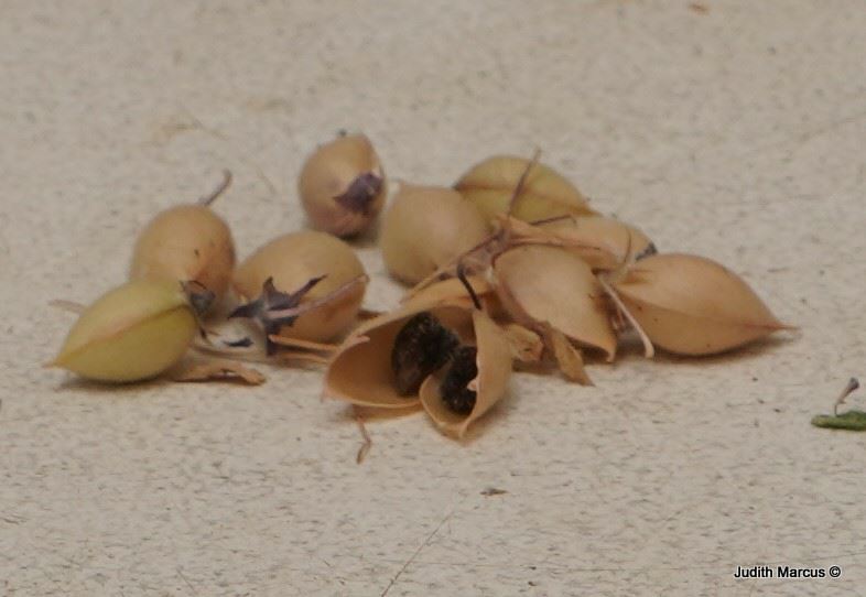 Cicer echinospermum