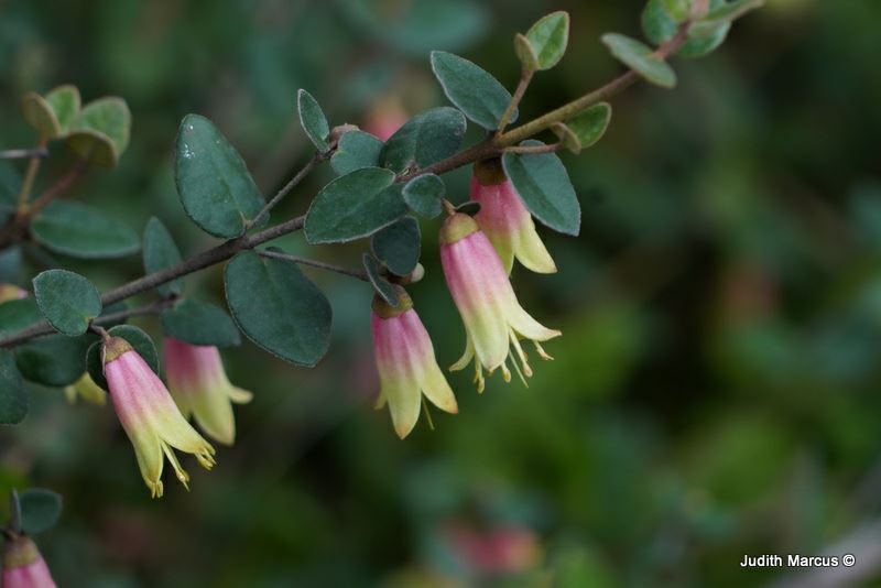 Correa reflexa