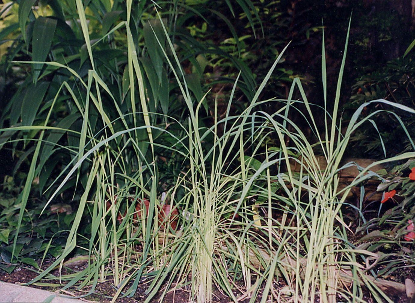 Oryza sativa var. indica - Jasmine Rice, Black Rice, אורז תרבותי, אורז תרבותי