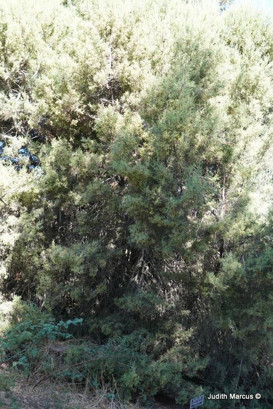 Cupressus sargentii