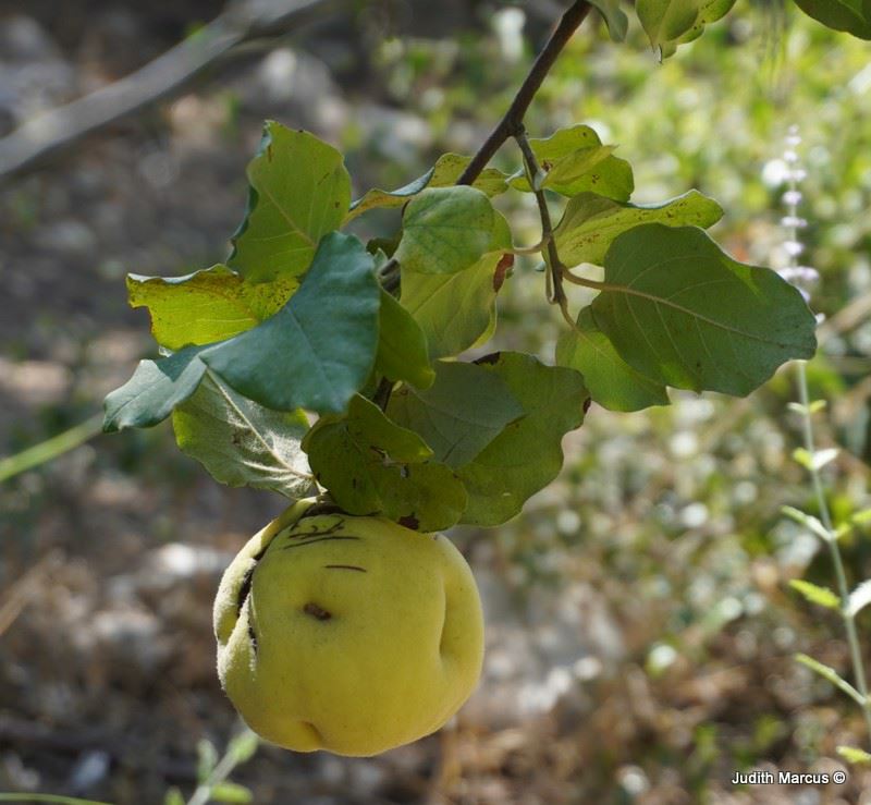 Cydonia oblonga