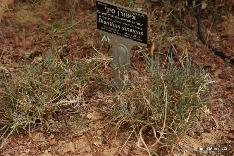 Dianthus sinaicus