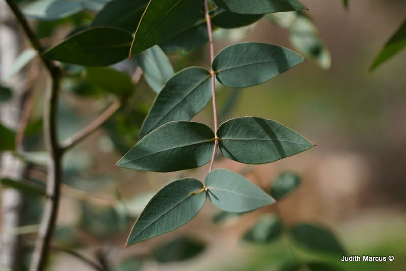Eucalyptus dalrympleana