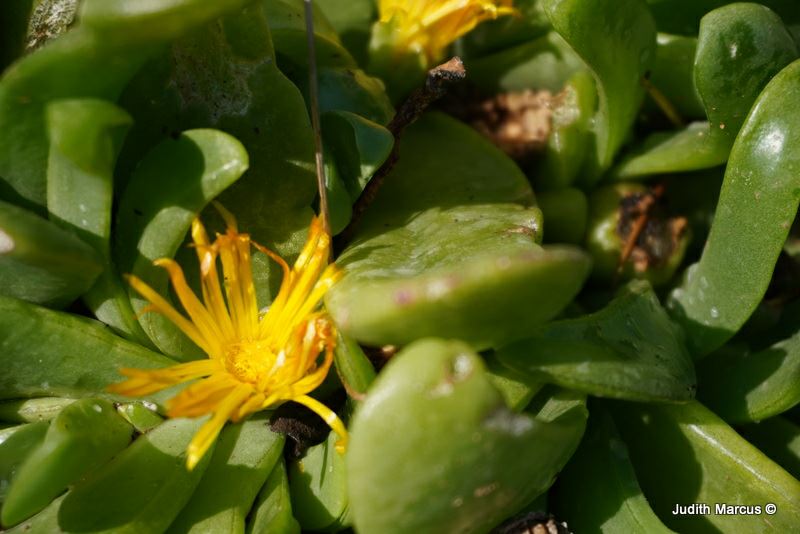 Glottiphyllum salmii