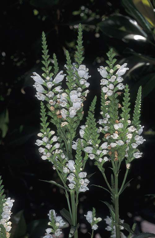 Physostegia virginiana 'Alba' - White Obedient Plant, White False Dragonhead, עב-גביע וירג'יני, עב-גביע וירג'יני