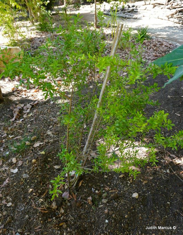 Graptophyllum excelsum