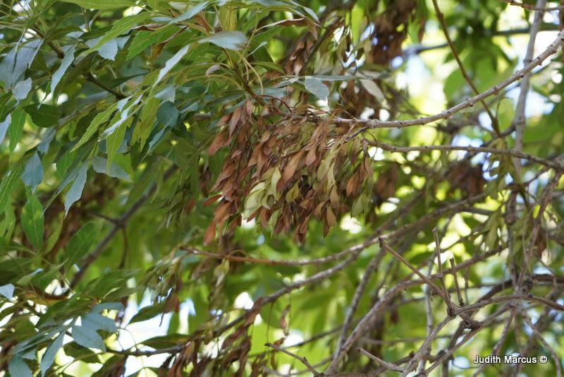 Fraxinus angustifolia